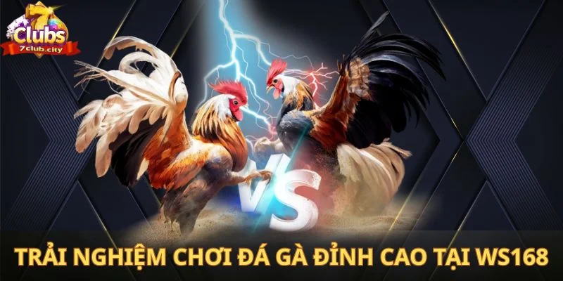 Trải nghiệm chơi đá gà đỉnh cao tại WS168